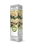 Рододендрон гибридный Хорайзон Монарх 1 шт 10995318 - фото 9006557