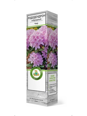 Рододендрон гибридный Чир 1 шт