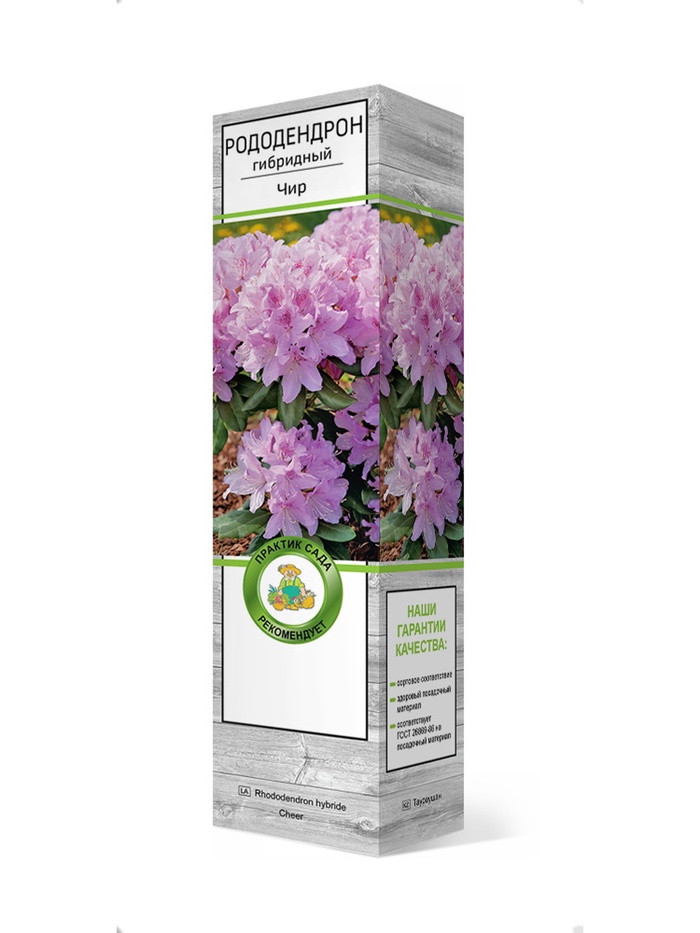 Рододендрон гибридный Чир 1 шт
