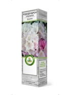 Рододендрон гибридный Эскимо 1 шт 10995321 - фото 9006559