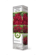 Рододендрон ползучий Баден-Баден 1 шт 10995324 - фото 9006561