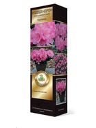 Рододендрон якушиманский Люкс Калинка 1 шт 10995326 - фото 9006563