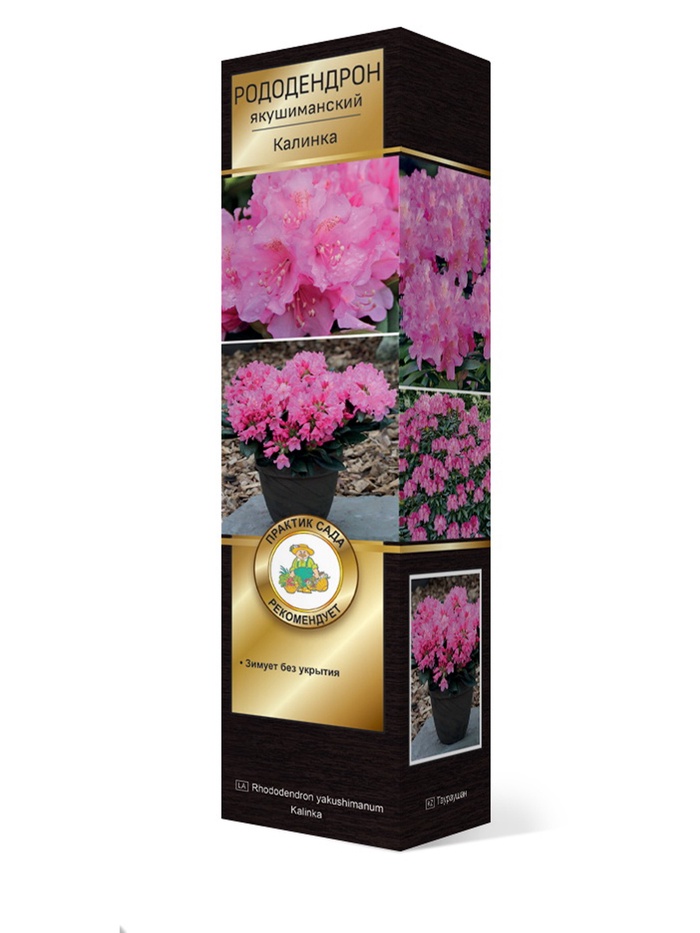Рододендрон якушиманский Люкс Калинка 1 шт