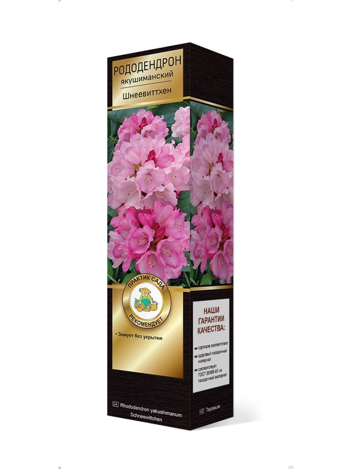 Рододендрон якушиманский Люкс Шнеевиттхен 1 шт