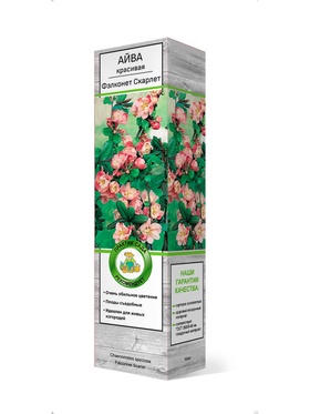 Айва красивая (Хеномелес) Фэлконет Скарлет 1