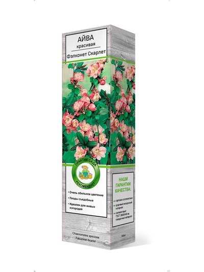 Айва красивая (Хеномелес) Фэлконет Скарлет 1