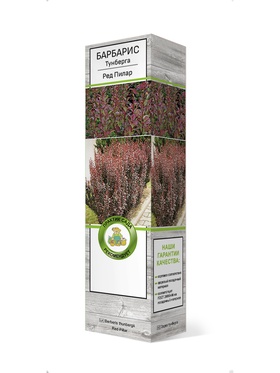 Барбарис Тунберга Ред Пилар 1