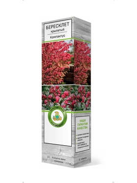 Бересклет крылатый Компактус 1