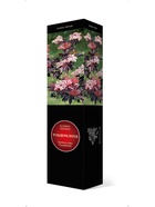 Бузина черная Люкс Тундерклоуд 1 10995338 - фото 9006571