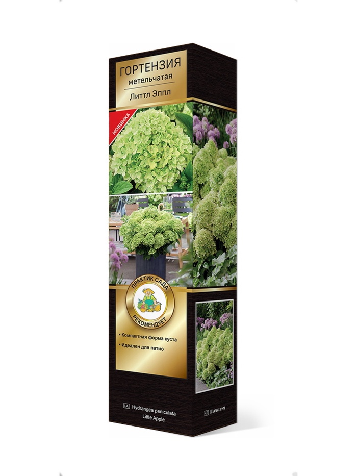 Гортензия метельчатая (Серия Патио, высота кустарника 50-100 см) Люкс Литтл Эппл 1