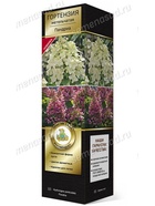 Гортензия метельчатая (Серия Патио, высота кустарника 50-100 см) Люкс Пандриа 1  (артикул 10995346)  большой выбор товаров оптом и в розницу по низким ценам с доставкой