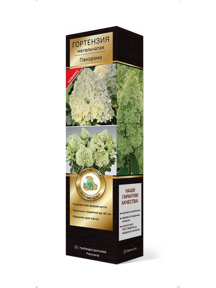 Гортензия метельчатая (Серия Патио, высота кустарника 50-100 см) Люкс Панорама 1