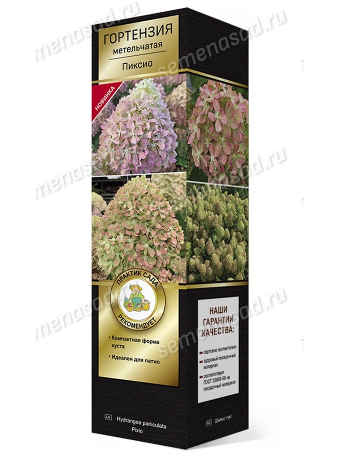 Гортензия метельчатая (Серия Патио, высота кустарника 50-100 см) Люкс Пиксио 1