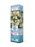 Гортензия метельчатая (Серия Северный Сад) Прим Вайт 1  (артикул 10995352)  большой выбор товаров оптом и в розницу по низким ценам с доставкой