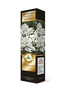 Гортензия метельчатая Люкс Грейт Эскейп 1  (артикул 10995353)  большой выбор товаров оптом и в розницу по низким ценам с доставкой