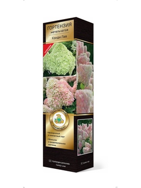 Гортензия метельчатая Люкс Кэнди Лав 1