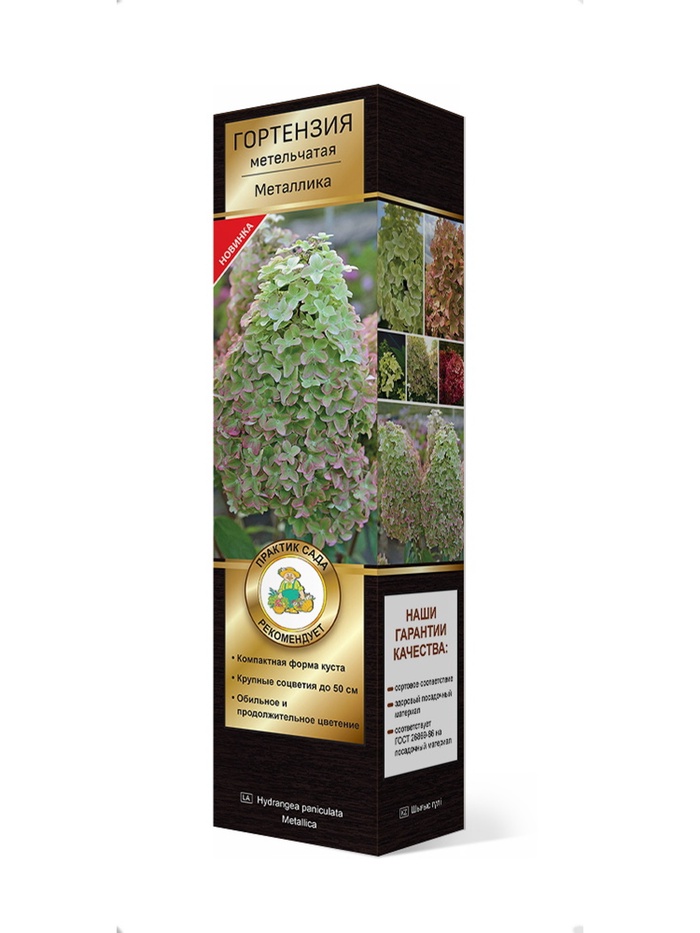 Гортензия метельчатая Люкс Металлика 1