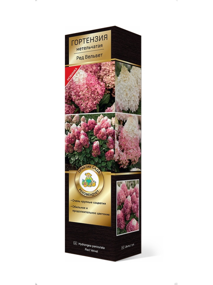 Гортензия метельчатая Люкс Ред Вельвет 1