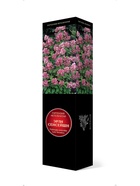 Гортензия метельчатая Люкс Эрли Сенсейшн 1  (артикул 10995359)  большой выбор товаров оптом и в розницу по низким ценам с доставкой