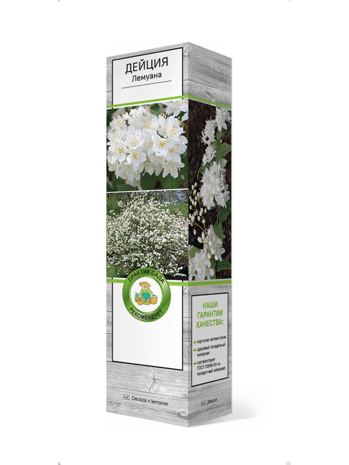 Дейция Лемуана 1