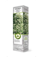 Жасмин садовый (Чубушник) Эльбрус 1 10995366 - фото 9006591