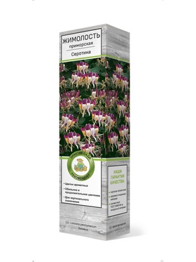 Жимолость приморская Серотина 1