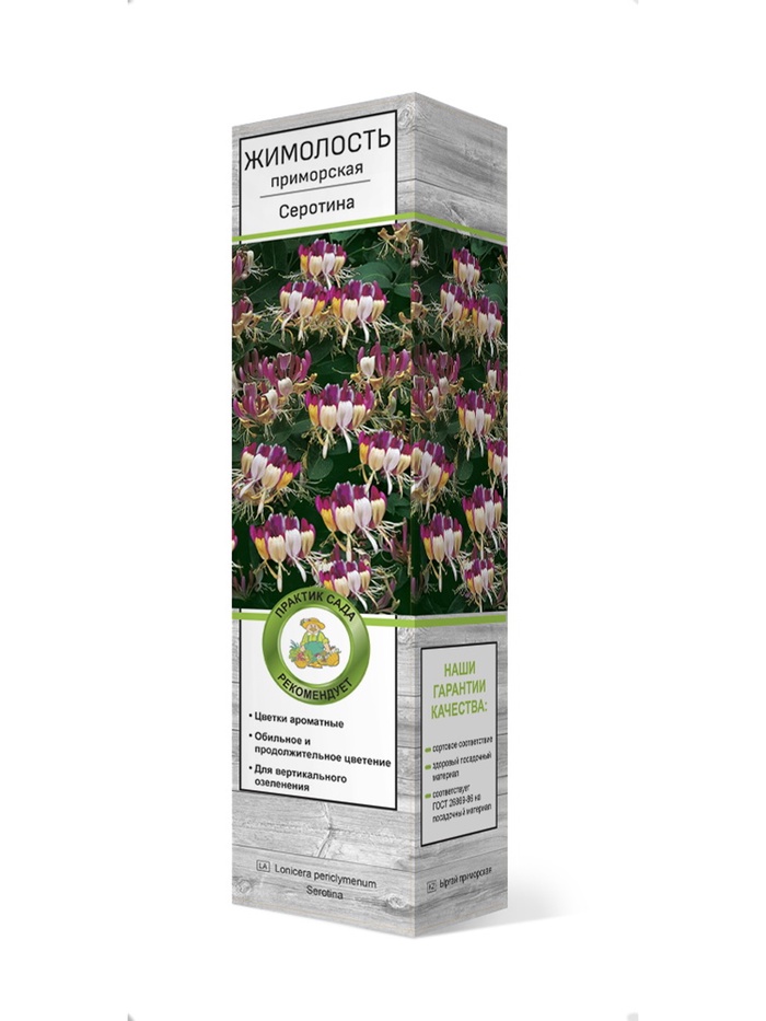 Жимолость приморская Серотина 1