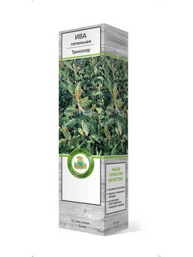 Ива пепельная Триколор 1