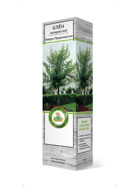 Клён сахаристый Виери Лациниатум 1