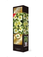 Лапчатка кустарниковая Люкс Крем Иссима 1  (артикул 10995374)  большой выбор товаров оптом и в розницу по низким ценам с доставкой