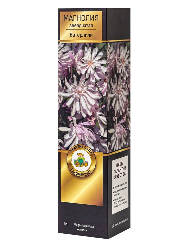 Магнолия звездчатая Люкс Ватерлили 1, Весна 2026,