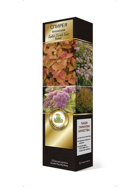 Спирея японская Люкс Дабл Плей Биг Бэнг 1