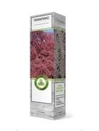 Тамарикс ветвистейший 1 10995387 - фото 9006606