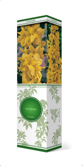 Форзиция промежуточная Вик Энд 1