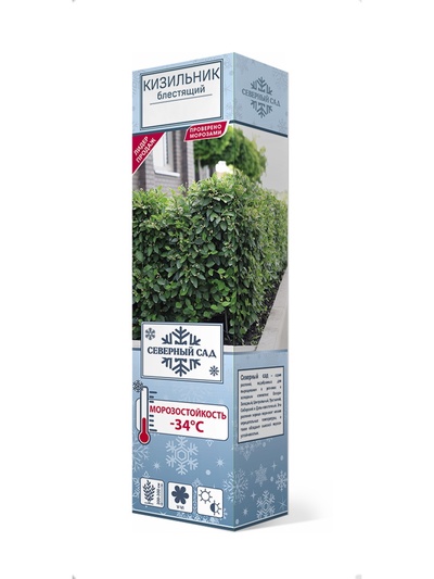 Кизильник блестящий/С 3 шт 1