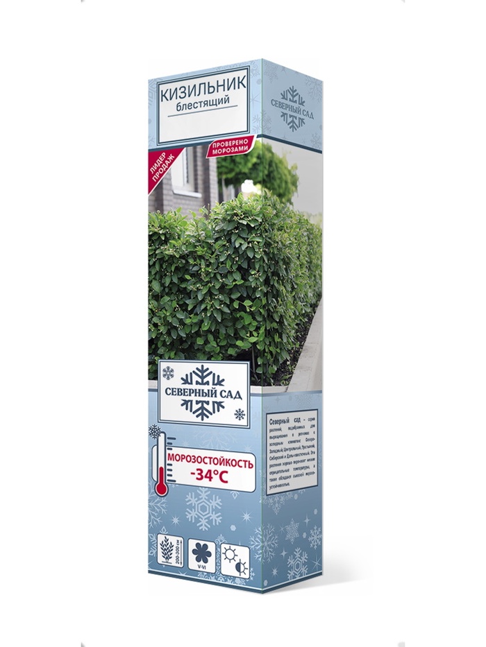 Кизильник блестящий/С 3 шт 1