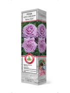 Роза чайно-гибридная Вальц Тайм 1  (артикул 10995412)  большой выбор товаров оптом и в розницу по низким ценам с доставкой