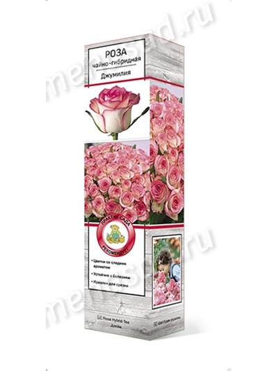 Роза чайно-гибридная Джумилия 1