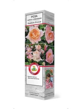 Роза чайно-гибридная Изабель Отисье 1