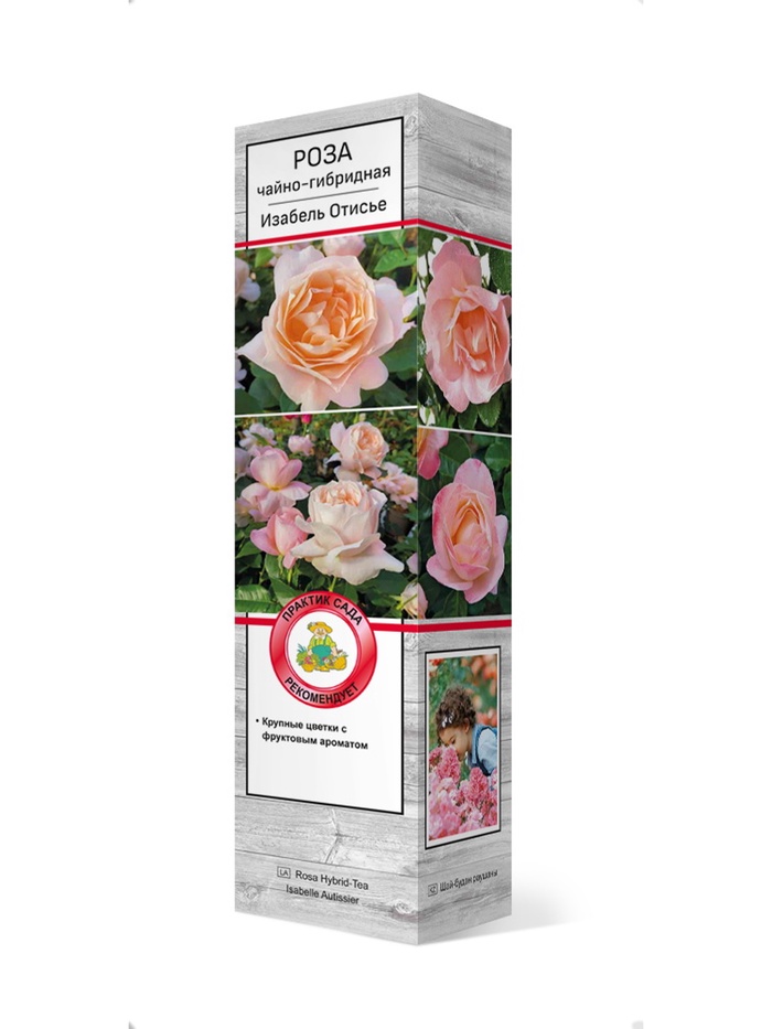Роза чайно-гибридная Изабель Отисье 1