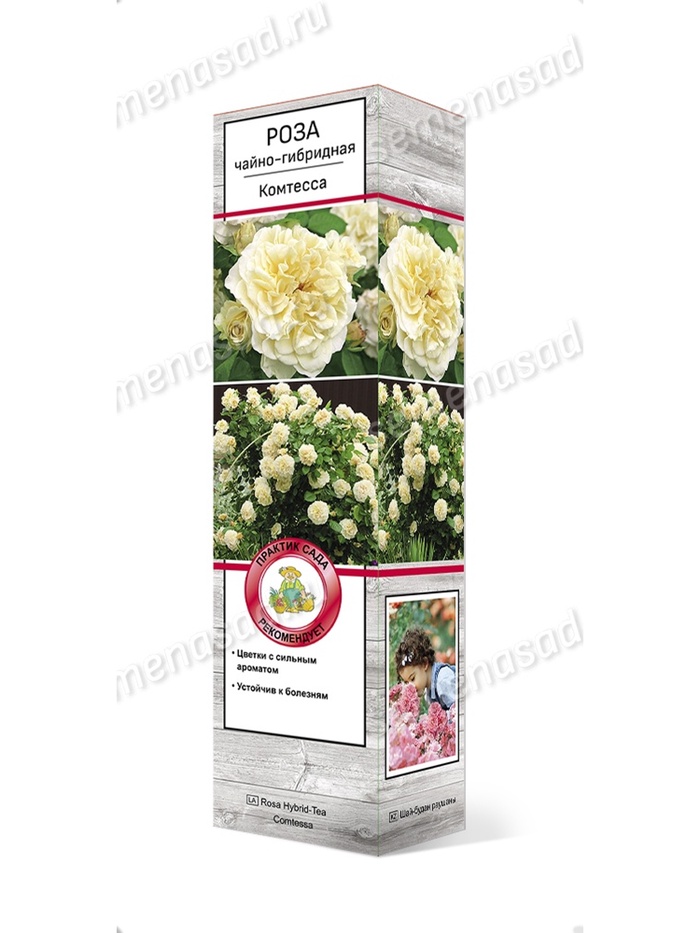 Роза чайно-гибридная Комтесса 1 - Фото 1