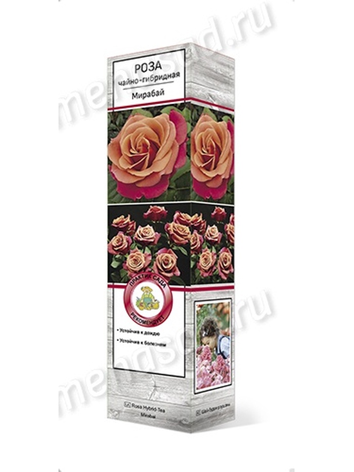 Роза чайно-гибридная Мирабай 1 - Фото 1