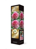 Роза чайно-гибридная Оноре де Бальзак 1  (артикул 10995418)  большой выбор товаров оптом и в розницу по низким ценам с доставкой