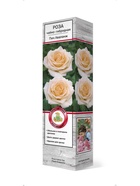 Роза чайно-гибридная Пич Аваланж 1  (артикул 10995421)  большой выбор товаров оптом и в розницу по низким ценам с доставкой