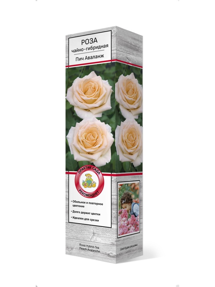 Роза чайно-гибридная Пич Аваланж 1 - Фото 1