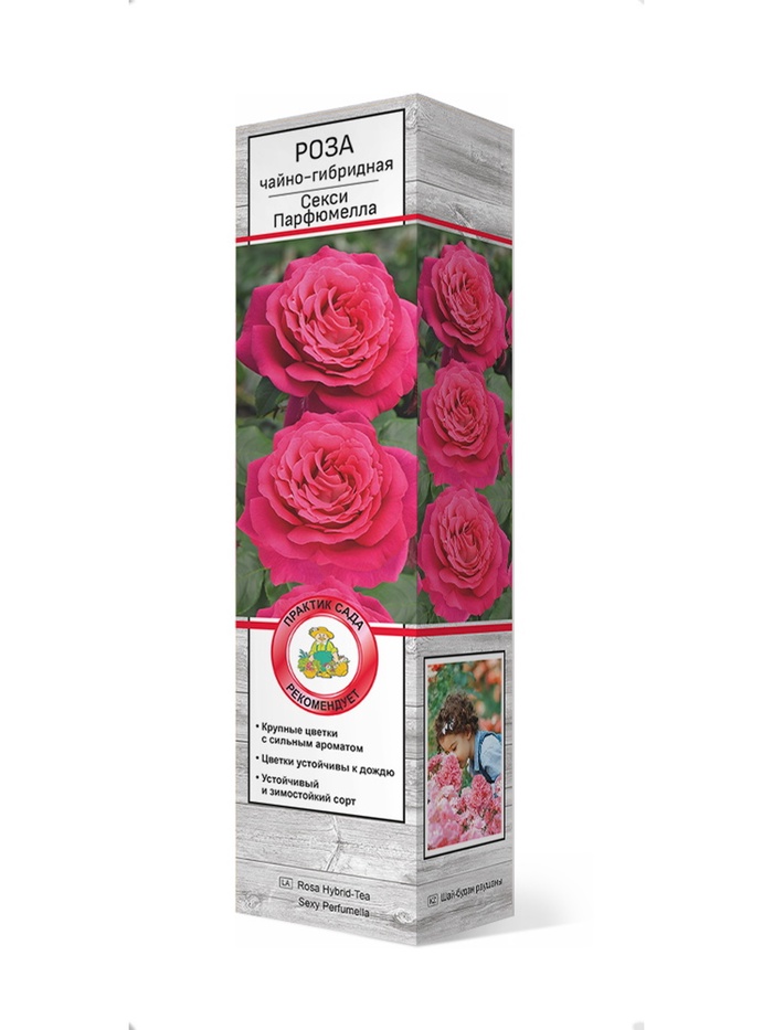 Роза чайно-гибридная Секси Парфюмелла(Веласкес) 1, Весна 2026,