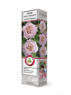 Роза чайно-гибридная Симпли Горджес 1