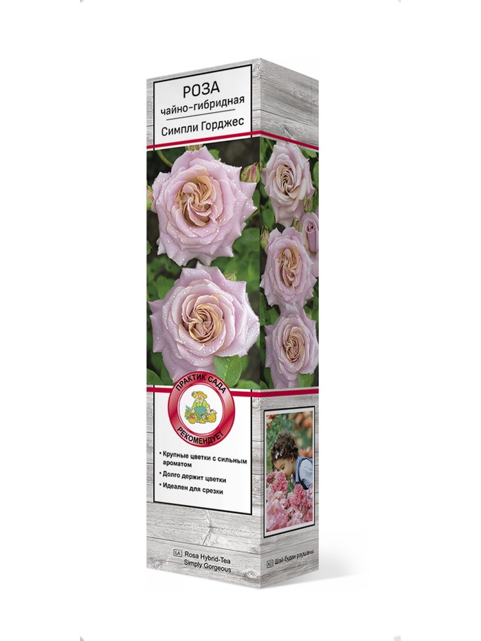 Роза чайно-гибридная Симпли Горджес 1