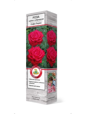 Роза чайно-гибридная Софи Лорен 1