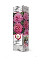 Роза чайно-гибридная Сурир де Довиль 1  (артикул 10995426)  большой выбор товаров оптом и в розницу по низким ценам с доставкой